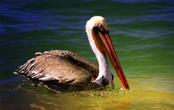 Pelican portrait - taken in Cabo San Lucus, Mexico. Color... by Jean Noren 